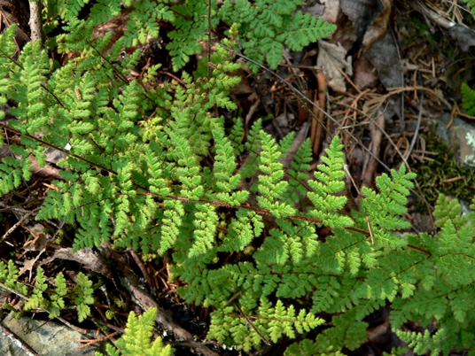 {Cheilanthes lanosa}